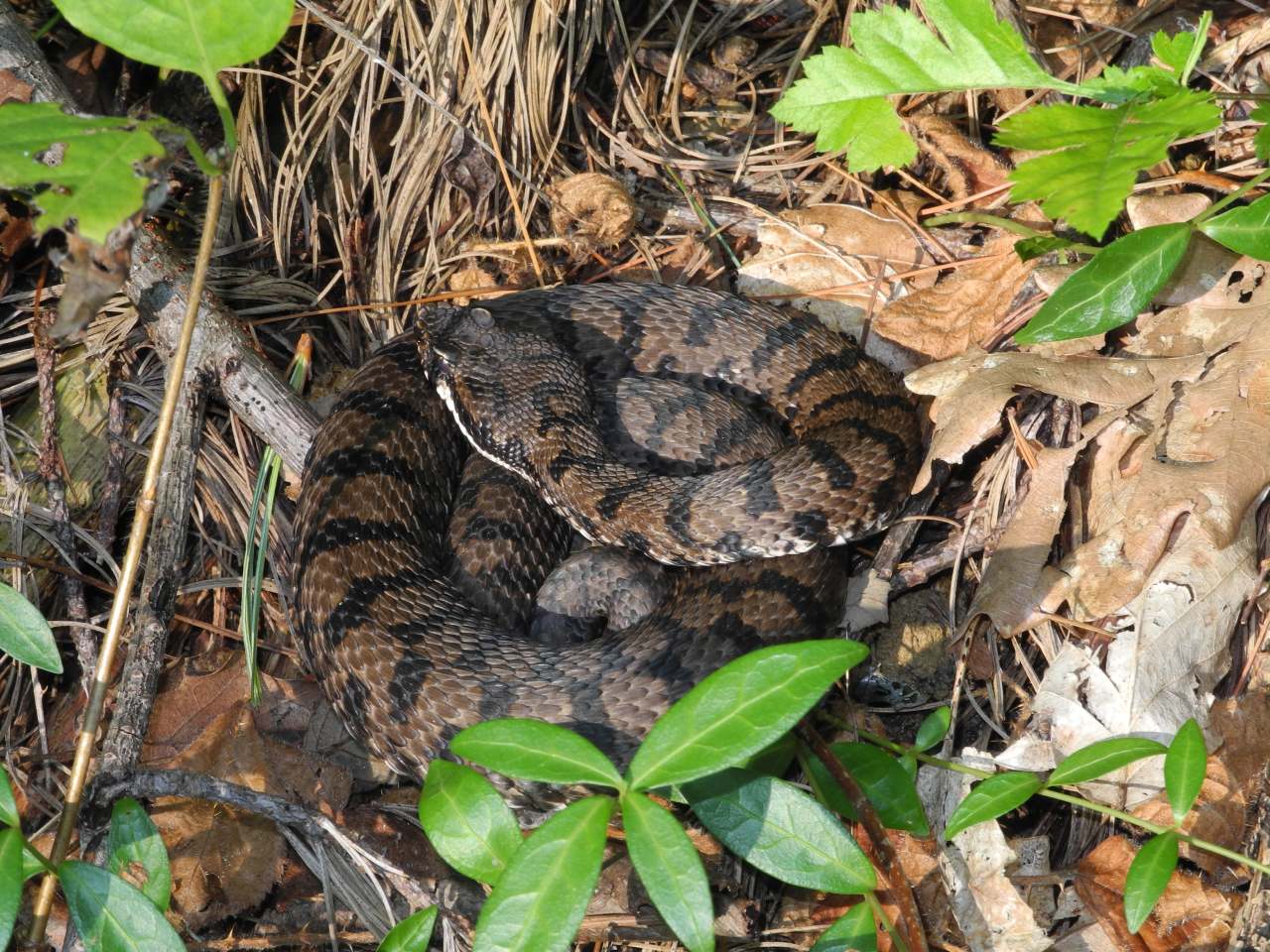 Vipera aspis francisciredi dai Colli orientali friulani (UD)