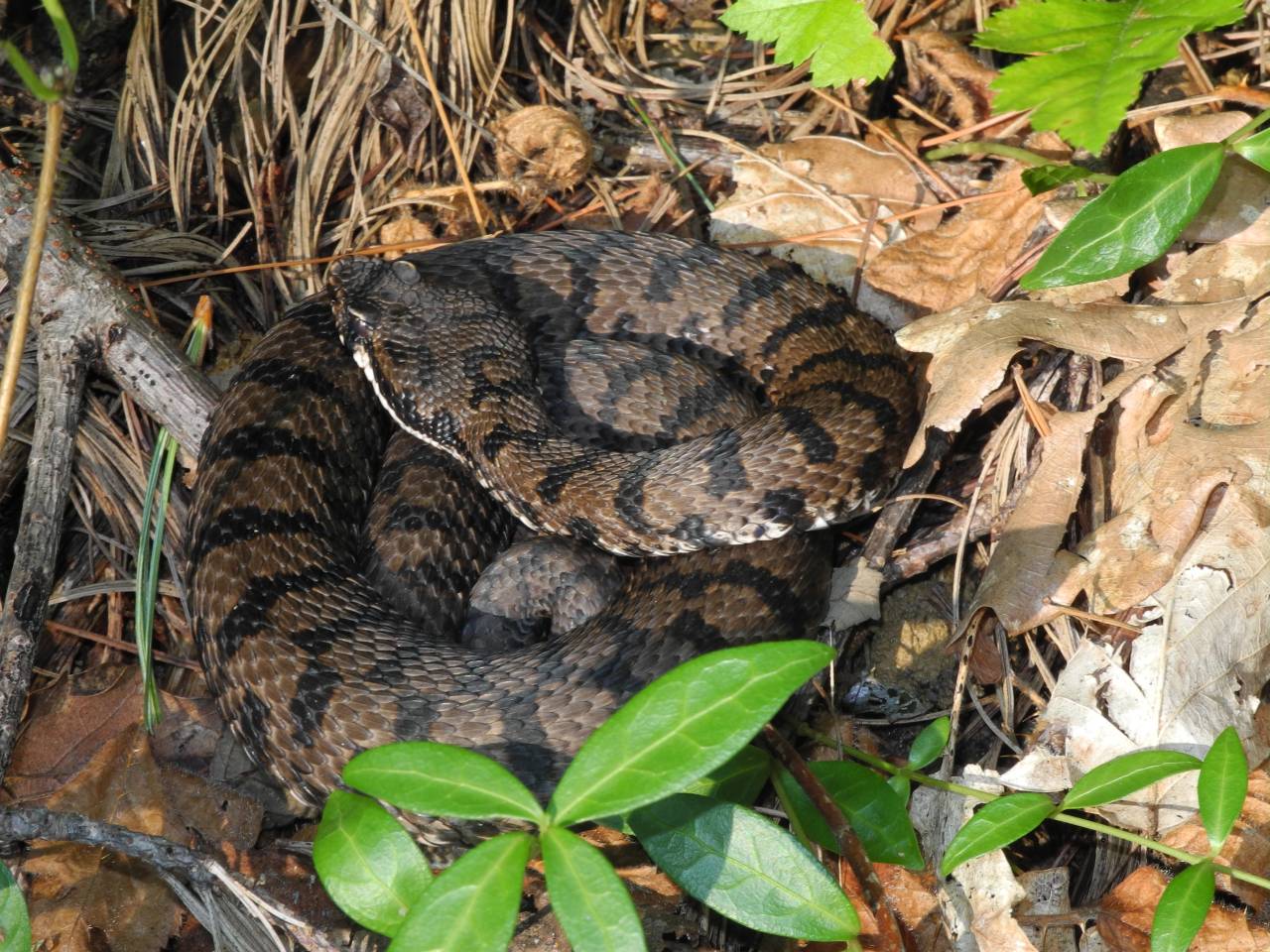 Vipera aspis francisciredi dai Colli orientali friulani (UD)