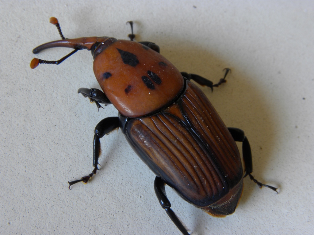 Rhynchophorus ferrugineus