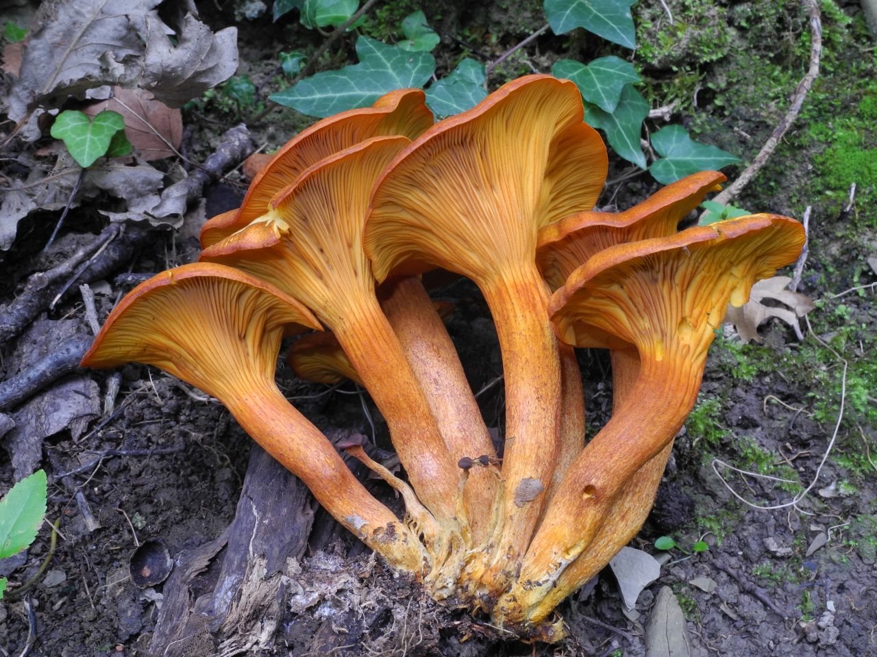 funghi arancioni (dell''olivo?)