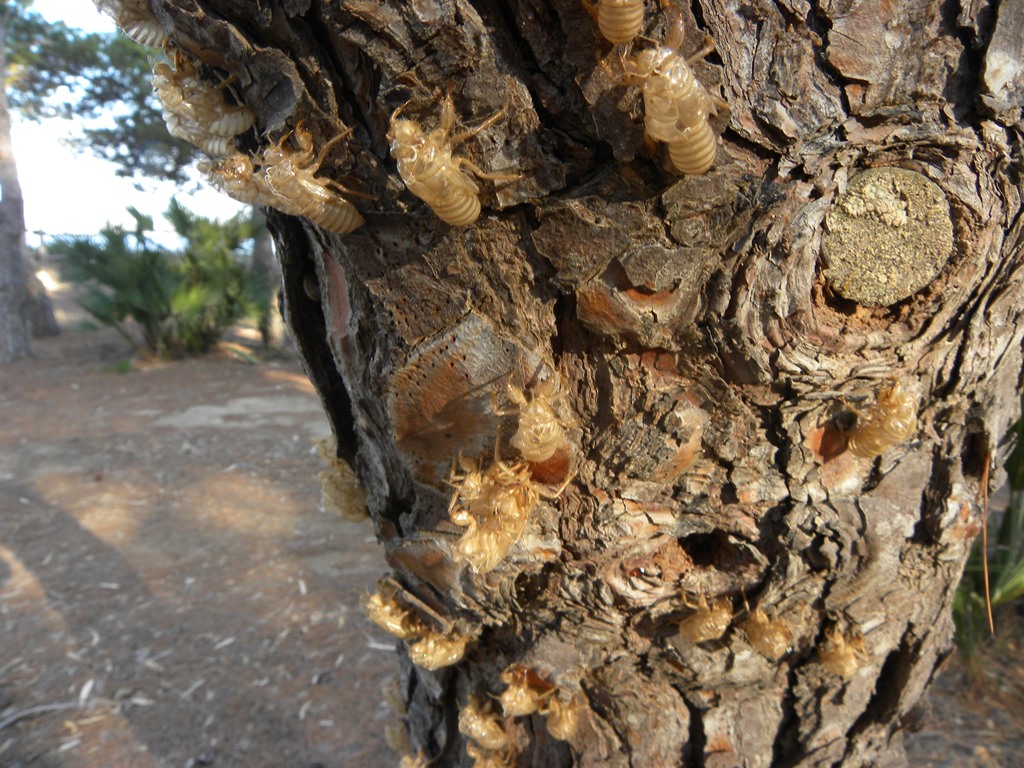 Exuvia di cicala: Sicilia