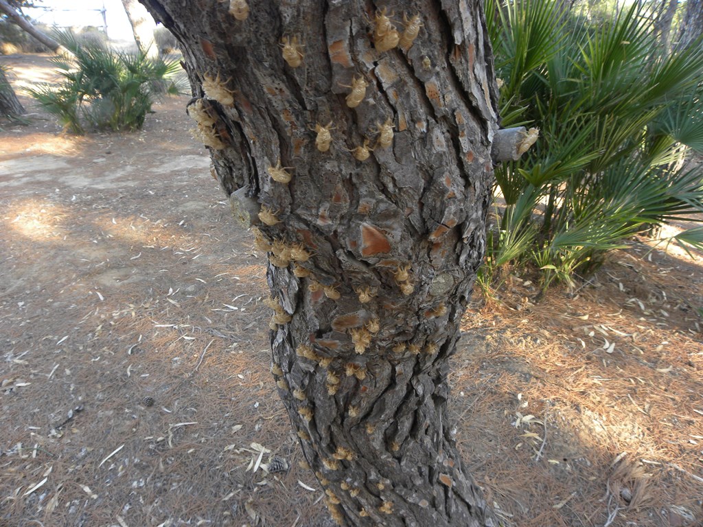 Exuvia di cicala: Sicilia