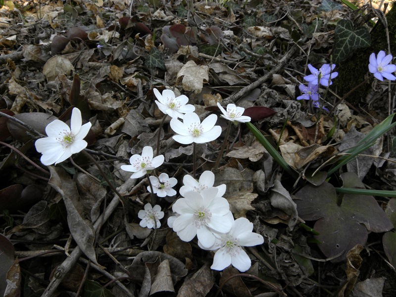 Hepatica nobilis  (Ranunculaceae)