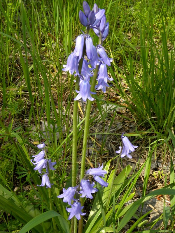 Hyacinthoides hispanica  (Asparagaceae)