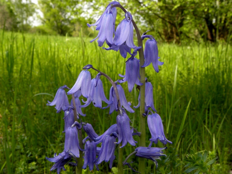 Hyacinthoides hispanica  (Asparagaceae)