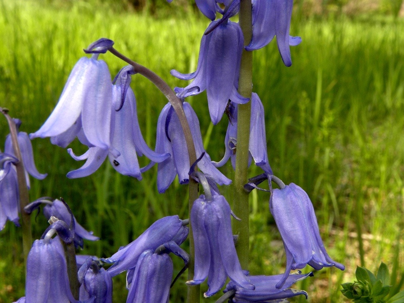 Hyacinthoides hispanica  (Asparagaceae)