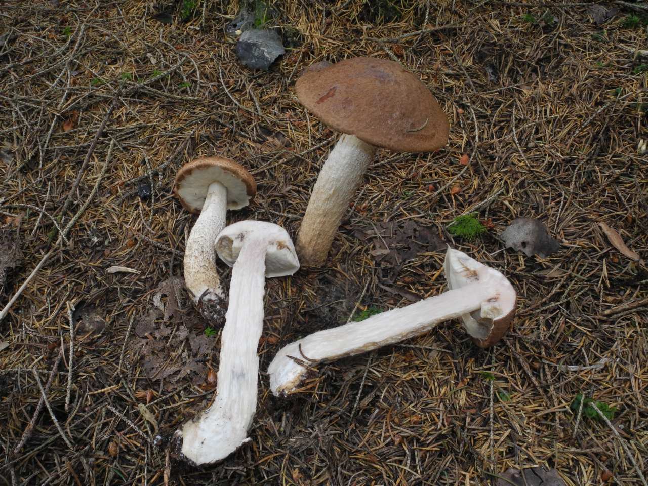 Leccinum da Id.