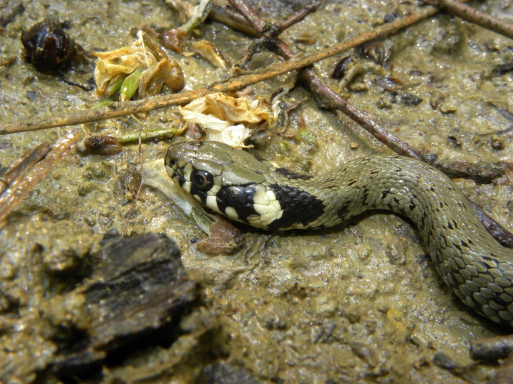 Giovane Saettone (Zamenis longissimus)