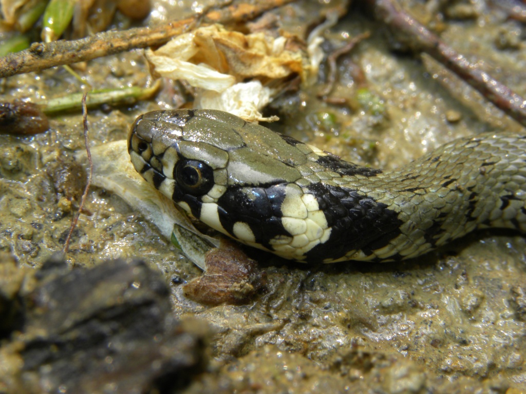 Giovane Saettone (Zamenis longissimus)