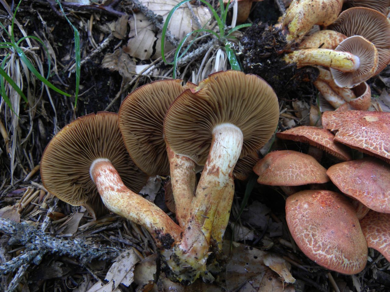 Cortinarius sp.