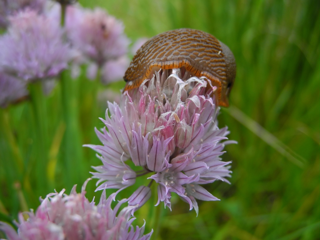 Allium ochroleucum - Magredi