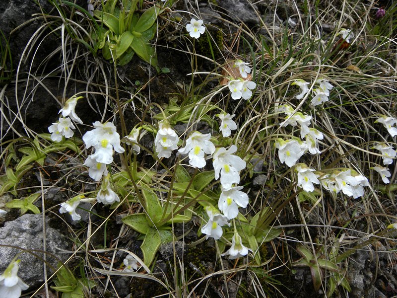Pinguicula sp. (Lamiales - Lentibulariaceae)
