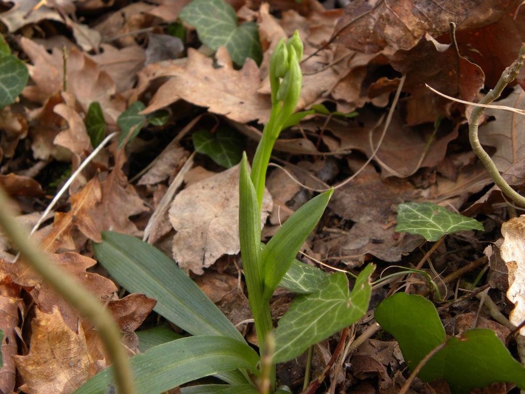 Ophrys sphegodes