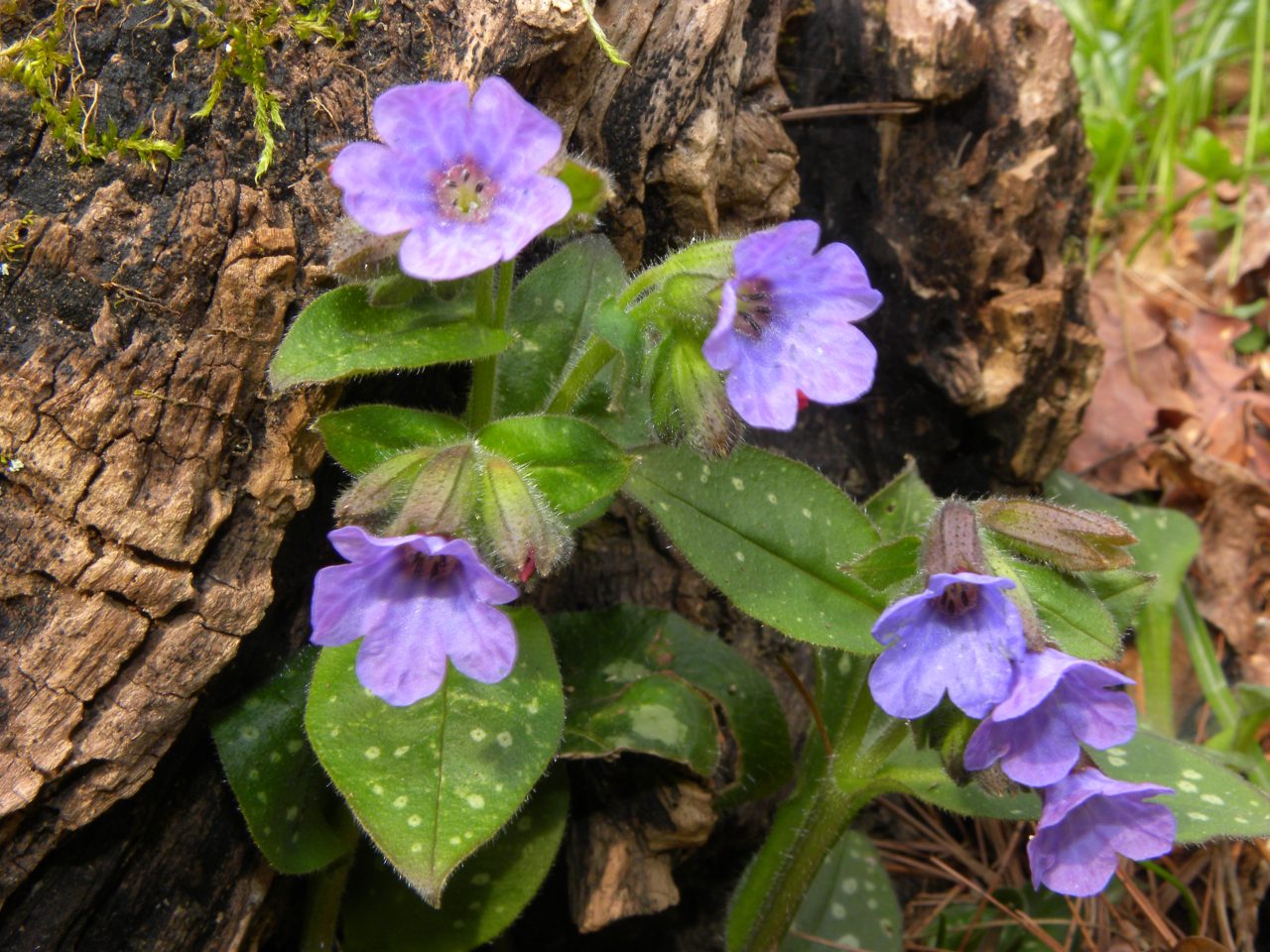 Le ultime arrivate tra le piante gi� fiorite