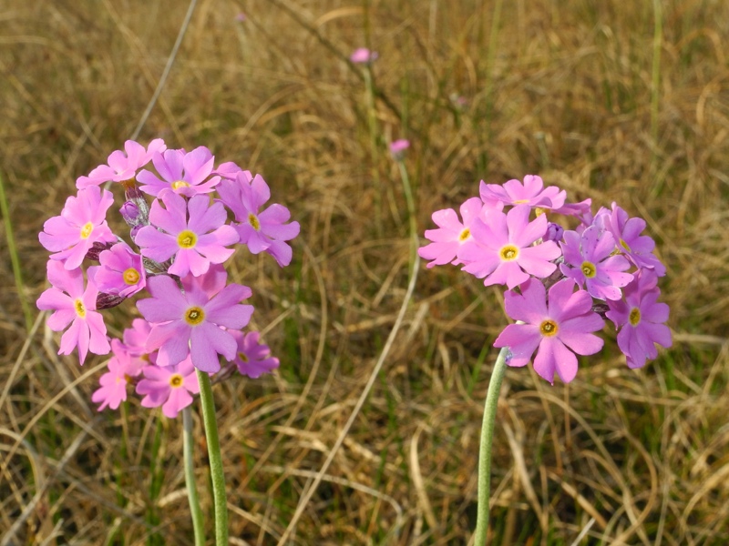 Le ultime arrivate tra le piante gi� fiorite