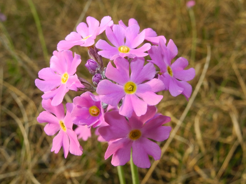 Le ultime arrivate tra le piante gi� fiorite