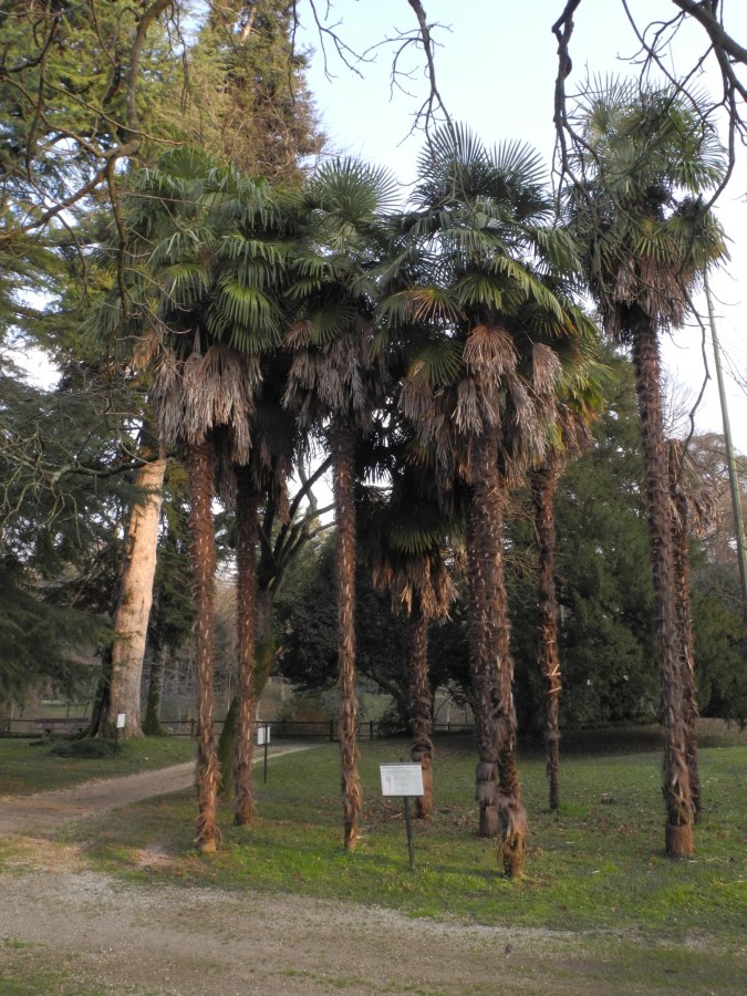 Erba insolita: Trachycarpus fortunei