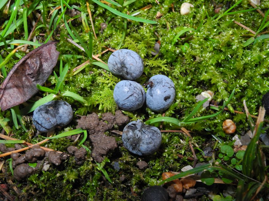 Erba insolita: Trachycarpus fortunei