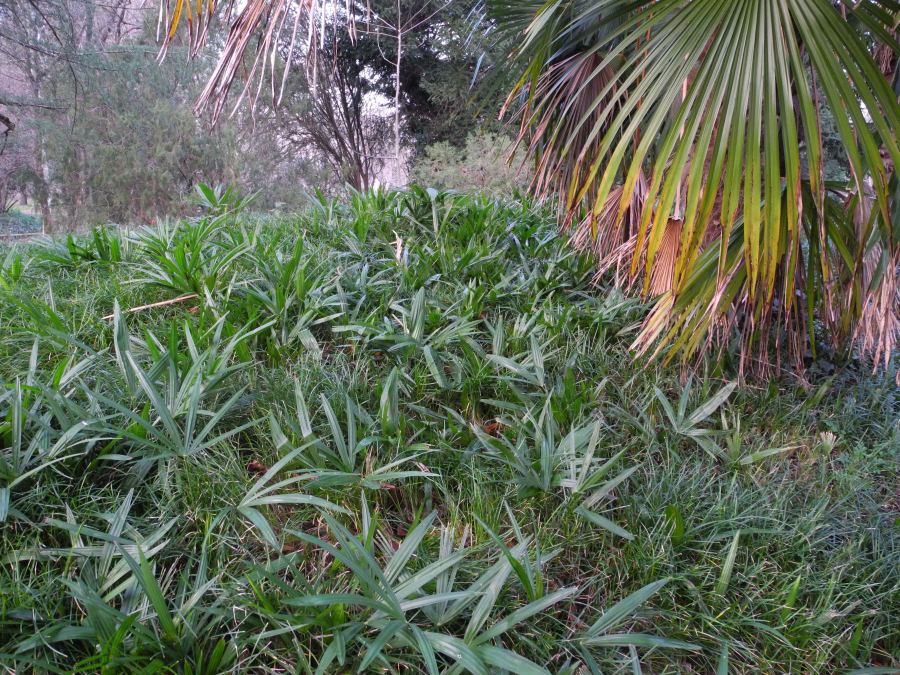 Erba insolita: Trachycarpus fortunei