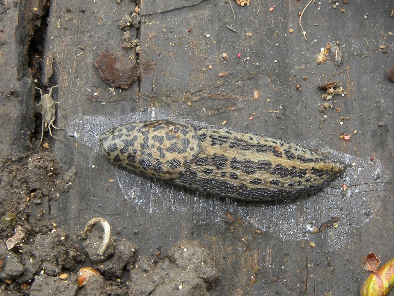 Limax maximus da Codroipo (UD)