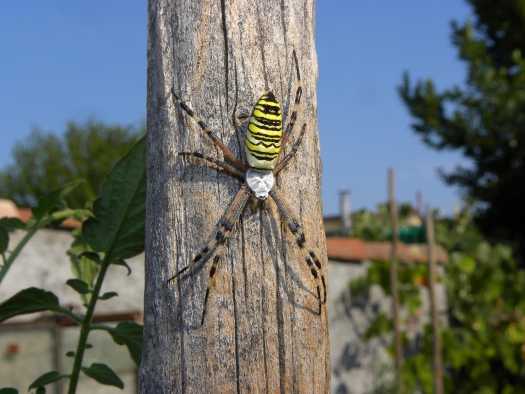 Argiope bruennichi - Udine (UD)