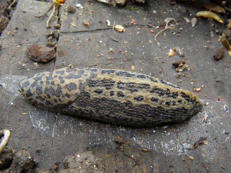 Limax maximus da Codroipo (UD)