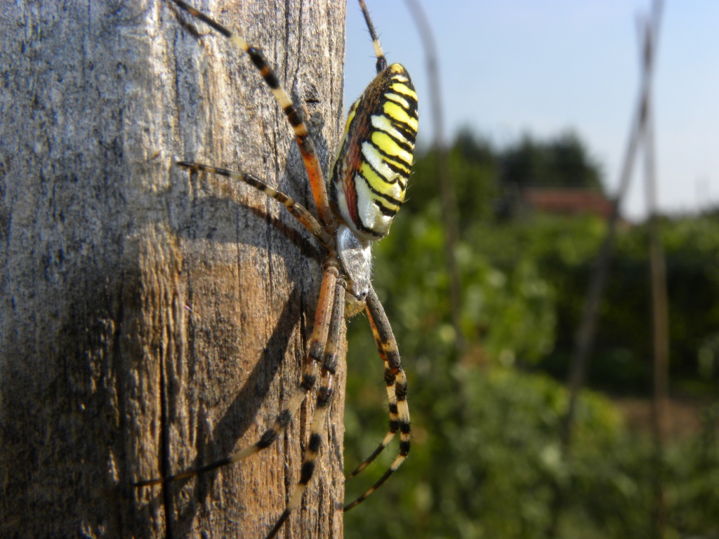 Argiope bruennichi - Udine (UD)