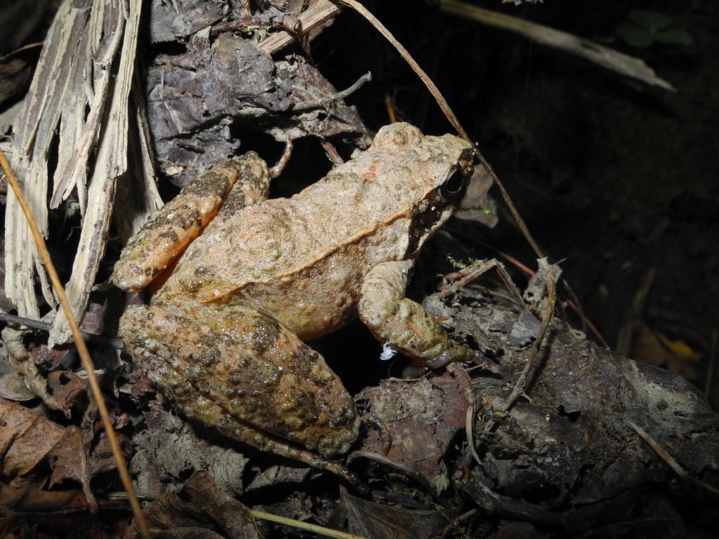 Rana latastei?