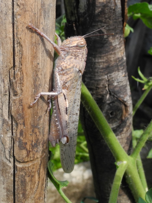 Cavalletta con exuvia