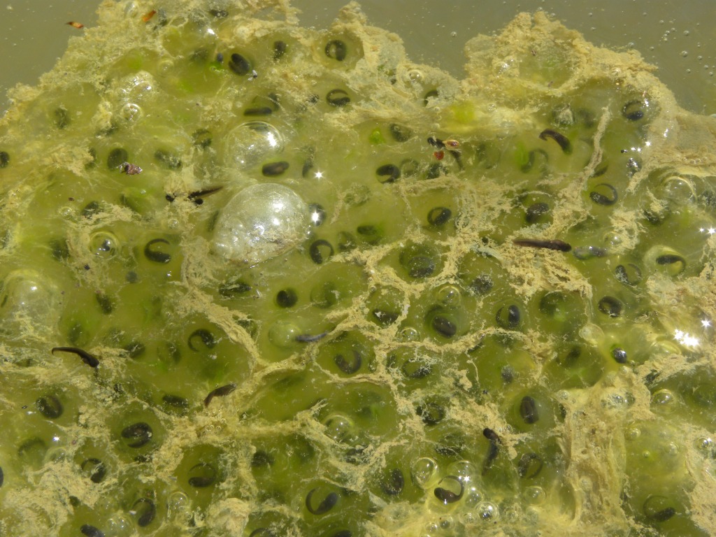 Qualche timido risveglio dal Friuli