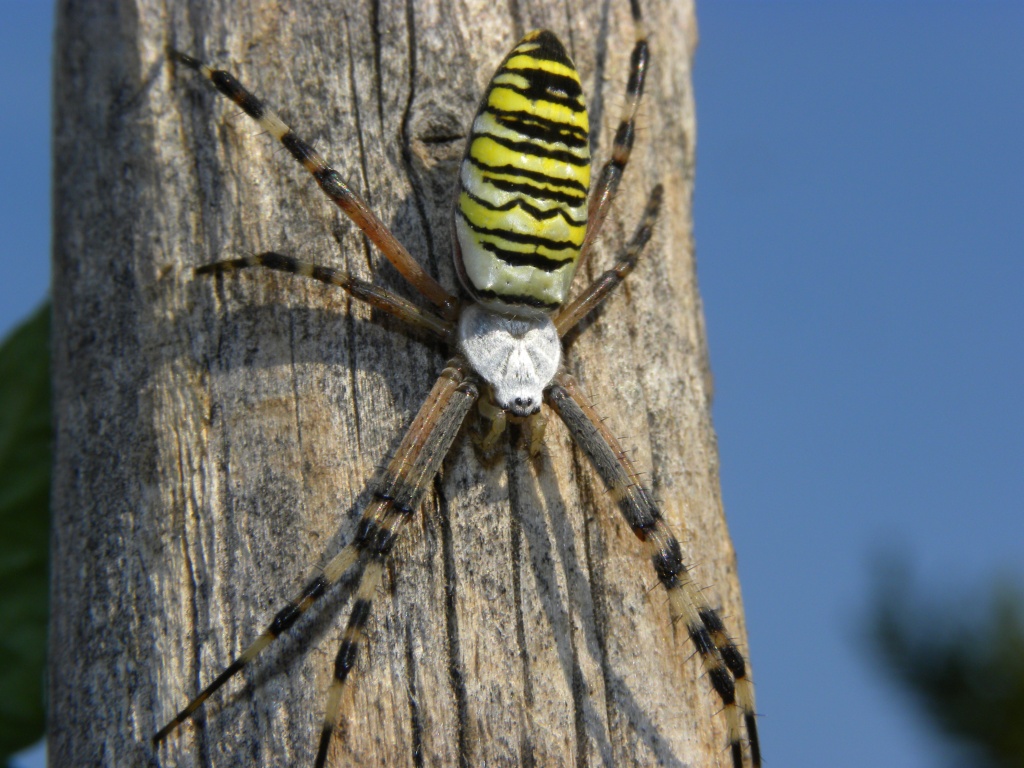 Argiope bruennichi - Udine (UD)