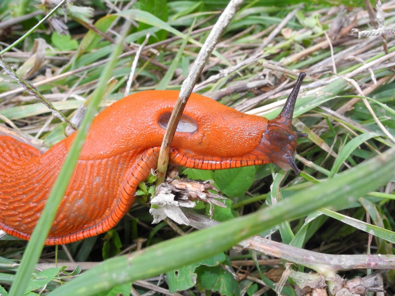 Arion vulgaris - Cividale del Friuli (UD)