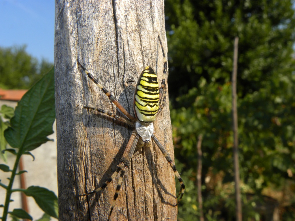 Argiope bruennichi - Udine (UD)