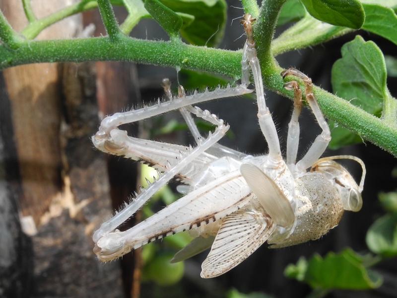 Cavalletta con exuvia