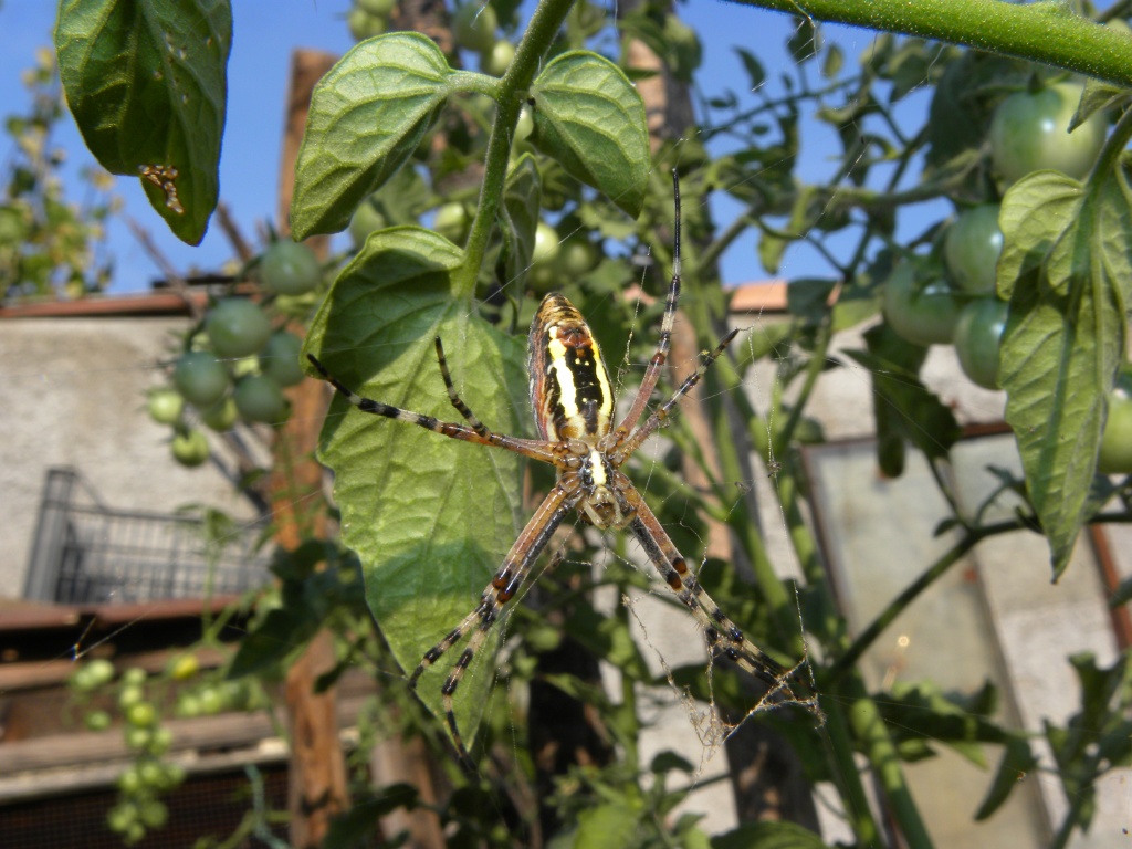 Argiope bruennichi - Udine (UD)