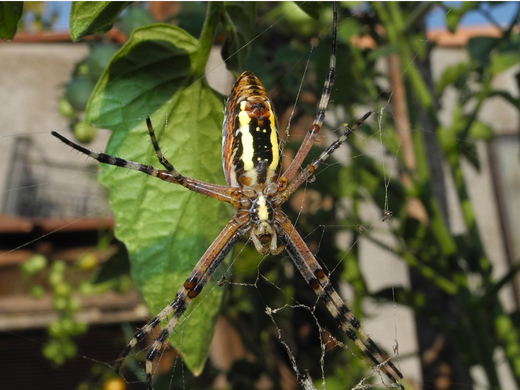 Argiope bruennichi - Udine (UD)
