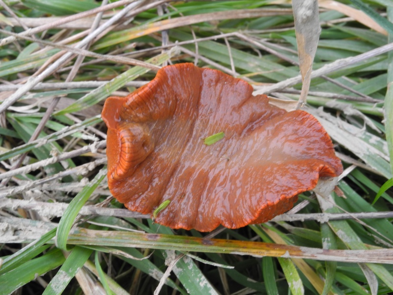 Arion vulgaris - Cividale del Friuli (UD)