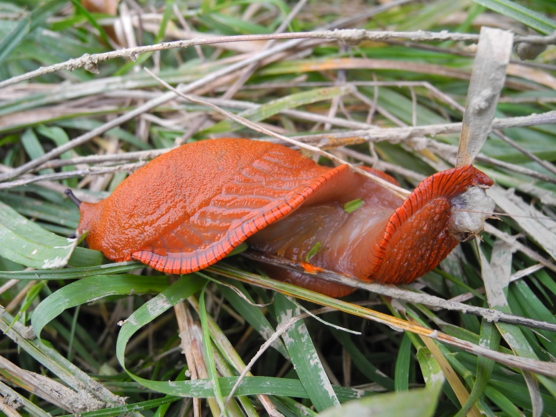 Arion vulgaris - Cividale del Friuli (UD)