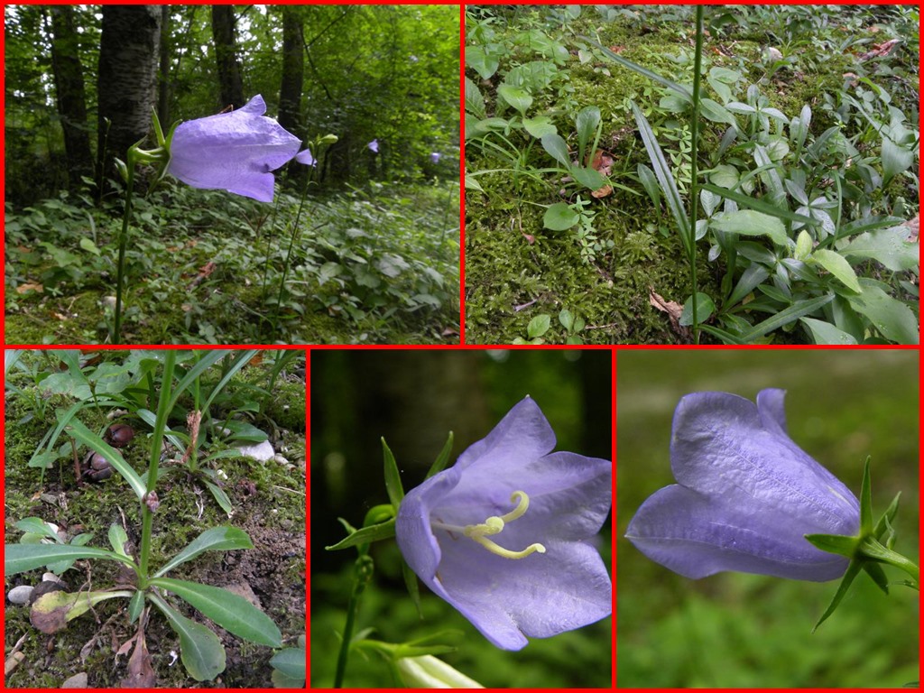 Campanula persicifolia e Campanula macrorhiza