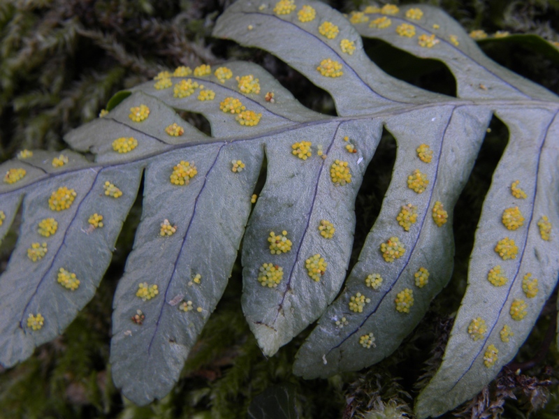 Polypodium interjectum / Polipodio sottile