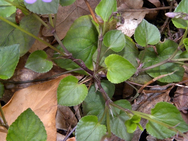 Viola reichenbachiana / Viola silvestre