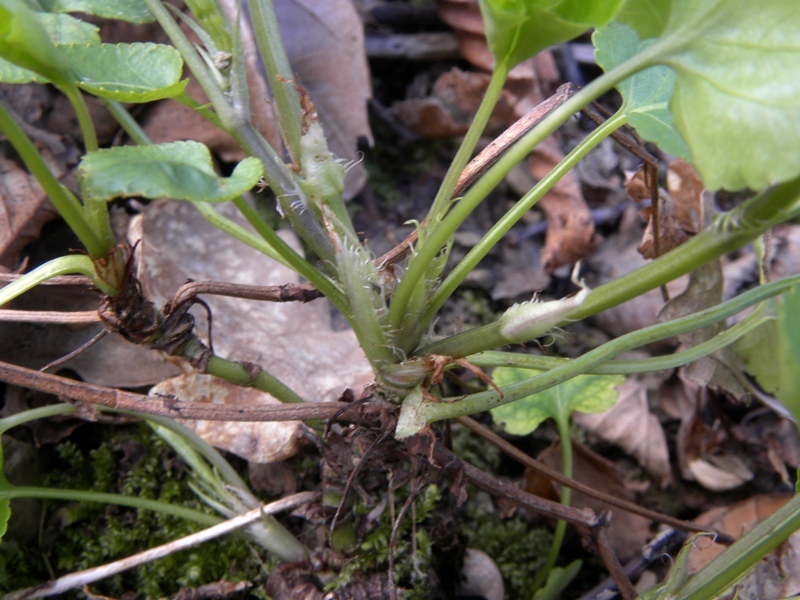 Viola reichenbachiana / Viola silvestre