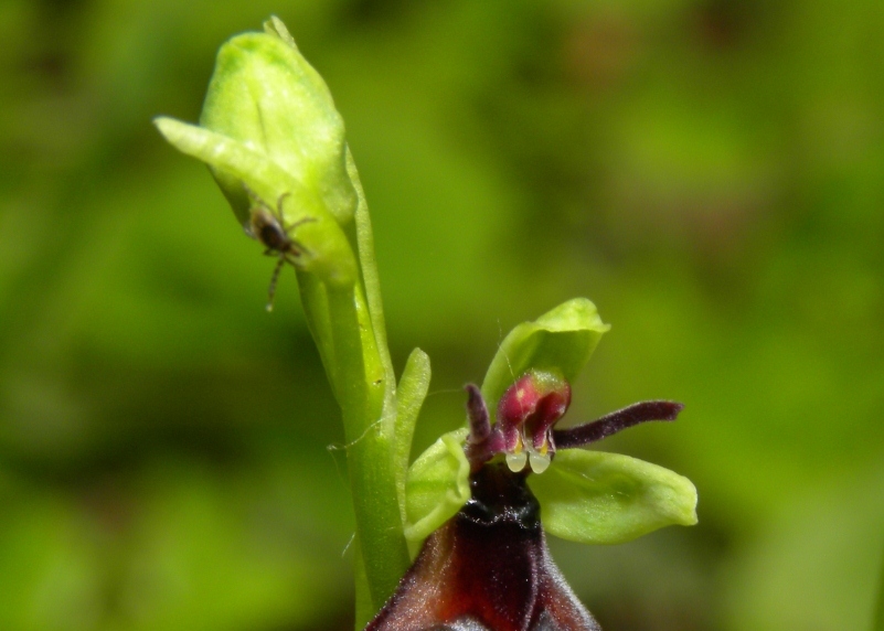 O.bombyliflora, O.lacaitae: le belleeil parassita!