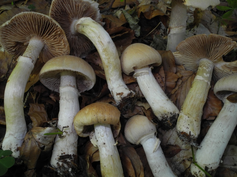 Cortinarius cfr caperatus?