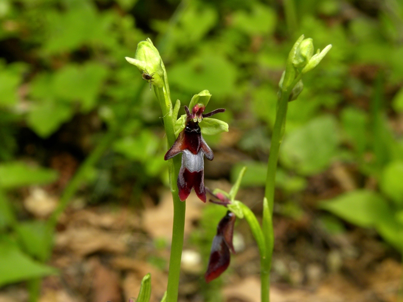 O.bombyliflora, O.lacaitae: le belleeil parassita!
