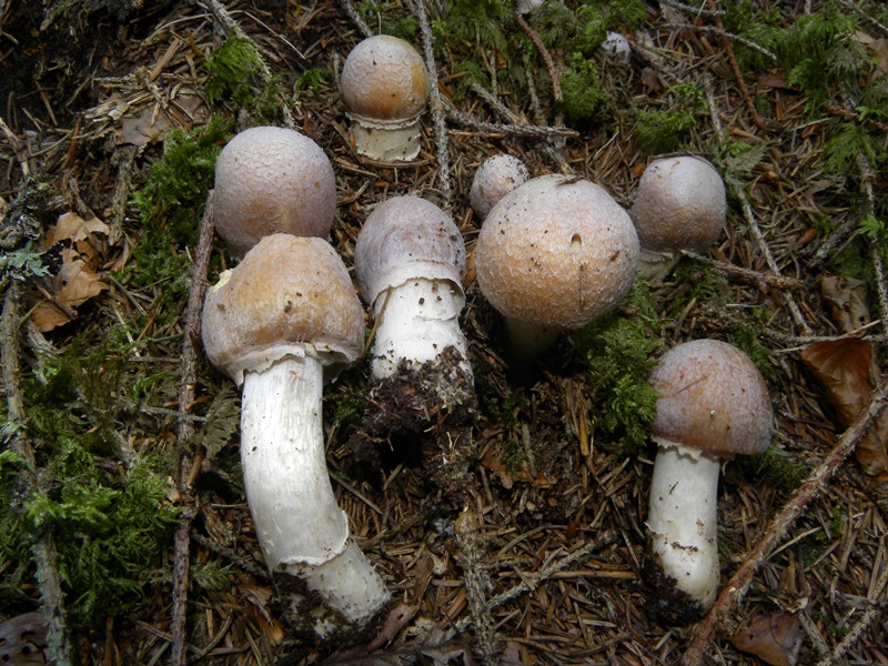 Cortinarius cfr caperatus?