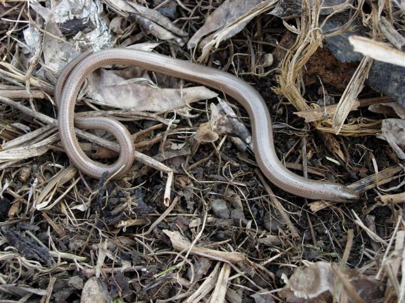 Credevo di seguire un serpente invece no!!