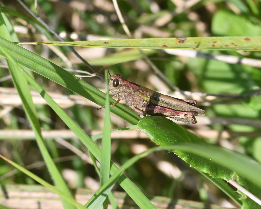 Identificazione locuste della laguna veneta