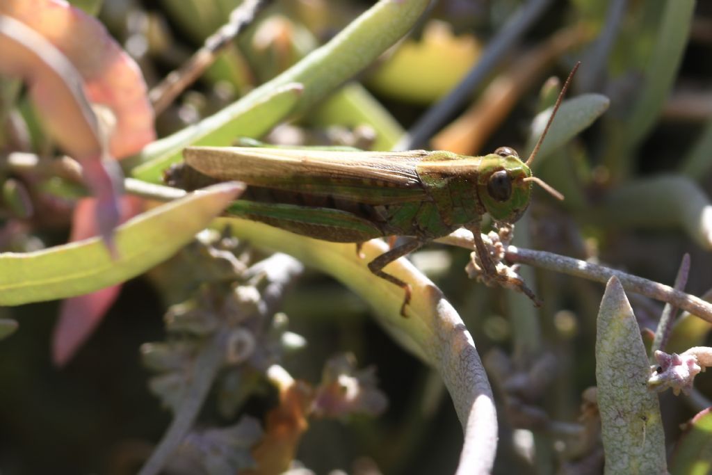 Identificazione locuste della laguna veneta