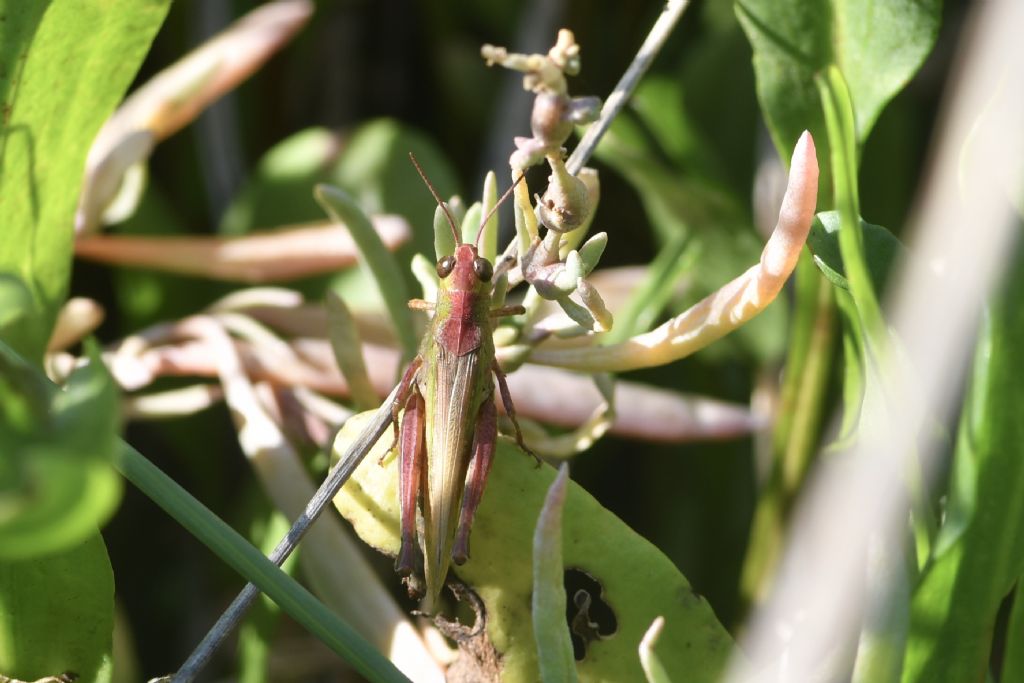 Identificazione locuste della laguna veneta
